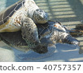 A couple of turtles 40757357