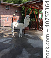 The freshly cut alpaca 40757364