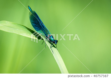 Dragonfly on grass Dragonfly on grass 40757387