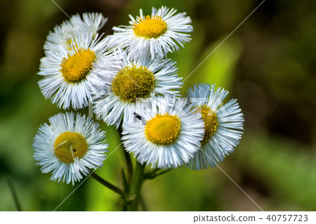 Flowering hymenioon Flowering hymenioon 40757723