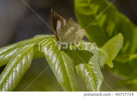 Overwintering butterfly Overwintering butterfly 40757724