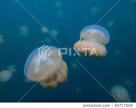 海蜇 40757809