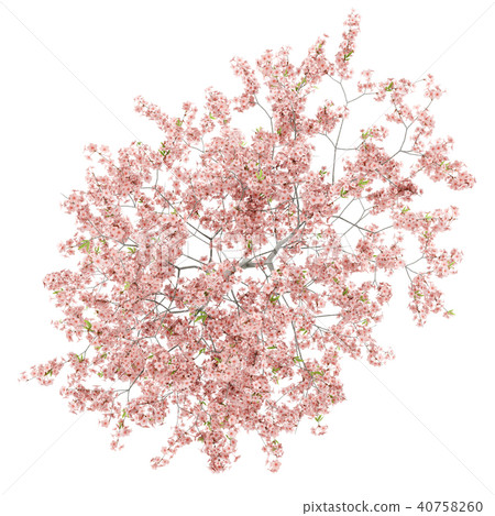 top view of flowering peach tree isolated on white top view of flowering peach tree isolated on white 40758260