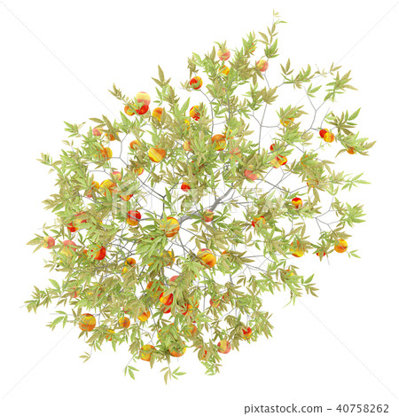 top view of peach tree with peaches isolated top view of peach tree with peaches isolated 40758262