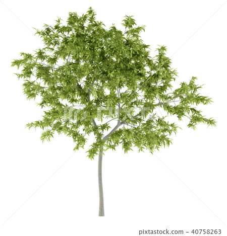 peach tree isolated on white background 40758263