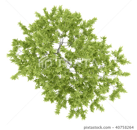 top view of peach tree isolated on white top view of peach tree isolated on white 40758264