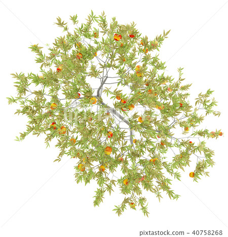 top view of peach tree with peaches isolated  40758268