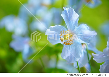 喜馬拉雅山的罌粟 40758391