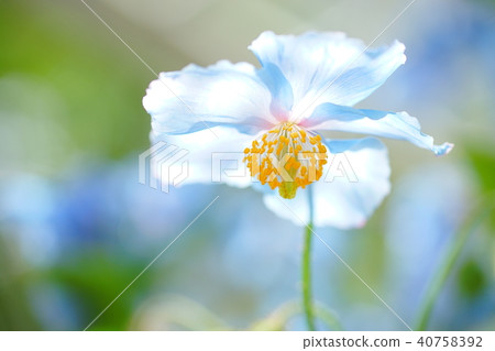 喜馬拉雅山的罌粟 40758392