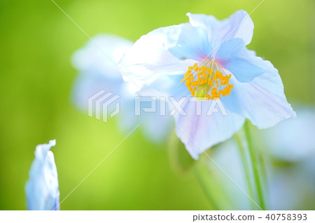 喜馬拉雅山的罌粟 40758393