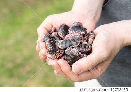 花豆蜂蜜 花豆蜂蜜 40758485