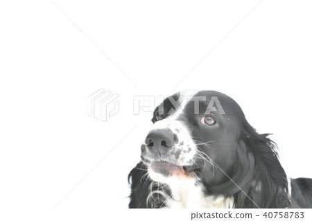 Russian Spaniel by progulue Russian Spaniel by progulue 40758783
