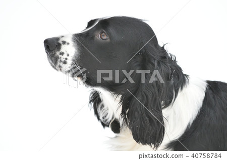 Russian Spaniel by progulue 40758784