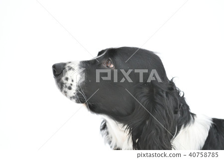 Russian Spaniel by progulue 40758785