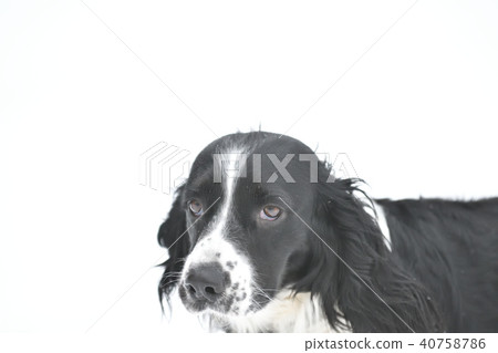 Russian Spaniel by progulue 40758786