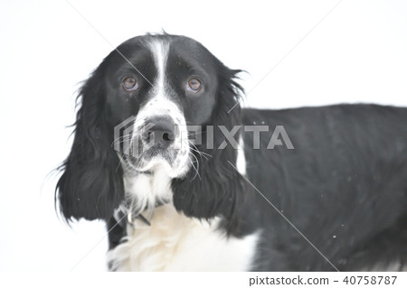 Russian Spaniel by progulue Russian Spaniel by progulue 40758787