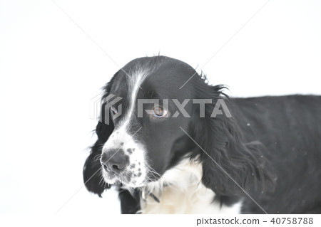 Russian Spaniel by progulue 40758788