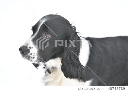 Russian Spaniel by progulue Russian Spaniel by progulue 40758789