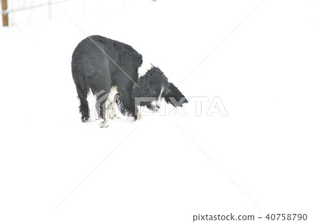 Russian Spaniel by progulue Russian Spaniel by progulue 40758790