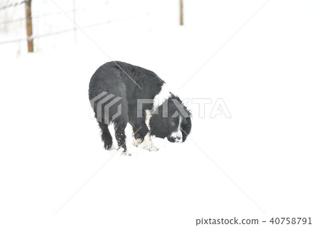 Russian Spaniel by progulue Russian Spaniel by progulue 40758791