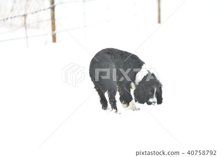 Russian Spaniel by progulue 40758792