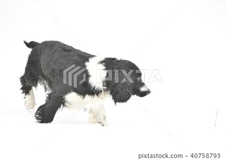 Russian Spaniel by progulue Russian Spaniel by progulue 40758793