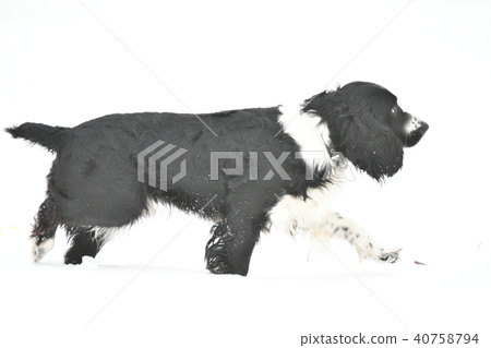 Russian Spaniel by progulue Russian Spaniel by progulue 40758794