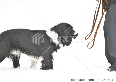 Russian Spaniel by progulue 40758795
