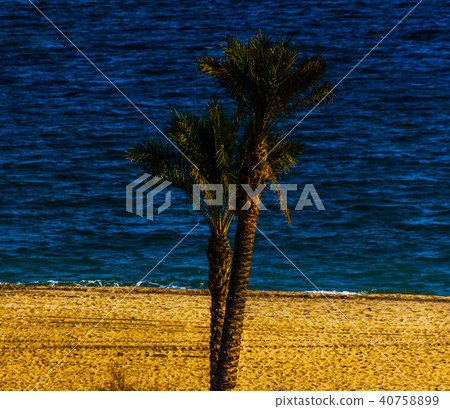 beautiful spreading palm tree on the beach beautiful spreading palm tree on the beach 40758899