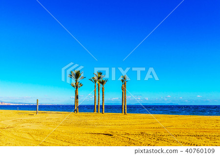 beautiful spreading palm tree on the beach beautiful spreading palm tree on the beach 40760109
