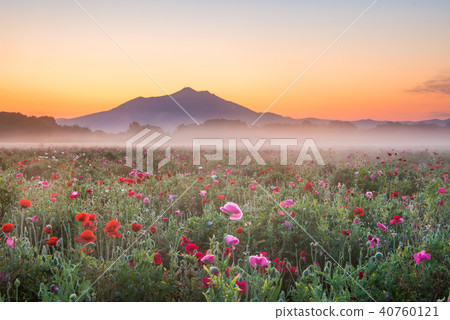 Kozakawa Fureai Park Poppy field and Mount Tsukuba Kozakawa Fureai Park Poppy field and Mount Tsukuba 40760121