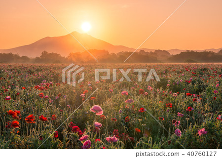 Kozakawa Fureai公園罌粟田和筑波山 40760127