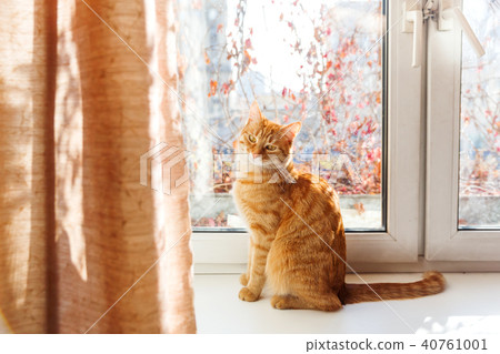Cute ginger cat sitting on window sill. Cozy home 40761001