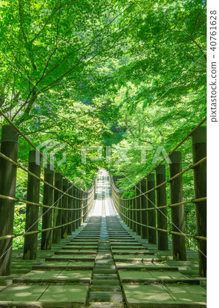 Hananuki Valley Shiomi Falls Suspension Bridge Fresh green 40761628