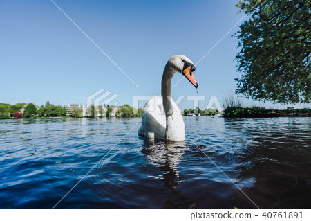 White Swan swimming on Alster lake in Hamburg on a sunny day White Swan swimming on Alster lake in Hamburg on a sunny day 40761891