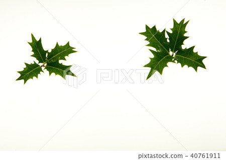 Cross Holly 40761911