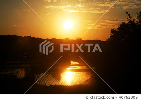 Sunset reflected in paddy field Sunset reflected in paddy field 40762009