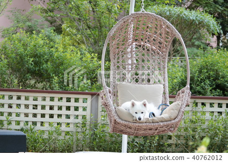 看放鬆的日本波美絲毛狗 40762012