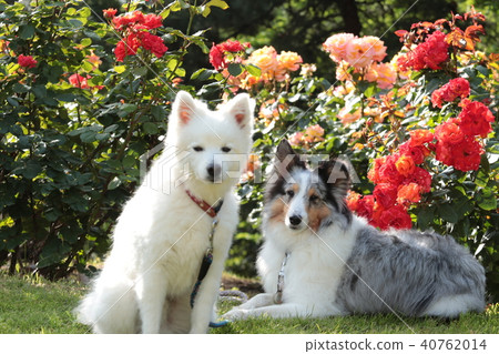 Rose and Japan Spitz and Sheltie Rose and Japan Spitz and Sheltie 40762014
