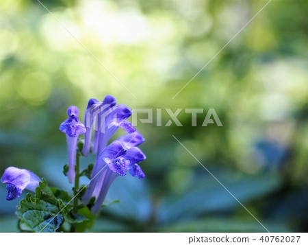 A quiet okay thunderstorm on sunken leaves A quiet okay thunderstorm on sunken leaves 40762027