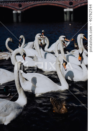 Group of beautiful white swans swimming on Alster river canal near city hall in Hamburg Group of beautiful white swans swimming on Alster river canal near city hall in Hamburg 40762544