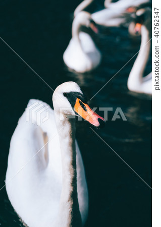 Curious white swans swimming on Alster river canal near Hamburg City Hall Curious white swans swimming on Alster river canal near Hamburg City Hall 40762547