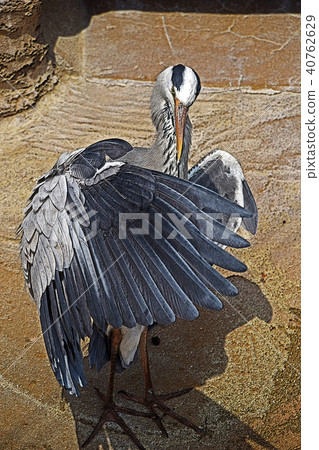 Gray heron Gray heron 40762629