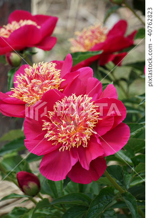 白花 白花 40762823