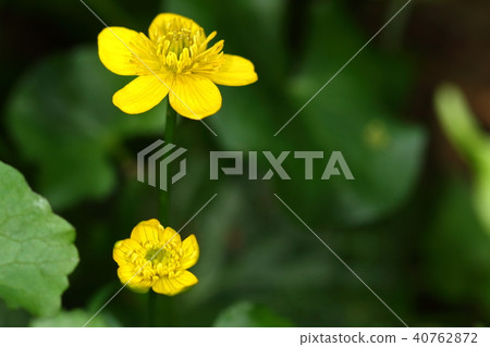 天然植物龍谷，濕地和水邊群。它似乎從早春到初夏變黃花 40762872