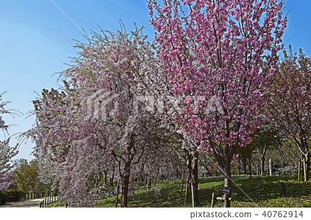 櫻花盛開的春天 40762914