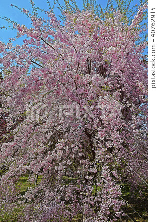 櫻花盛開的春天 40762915
