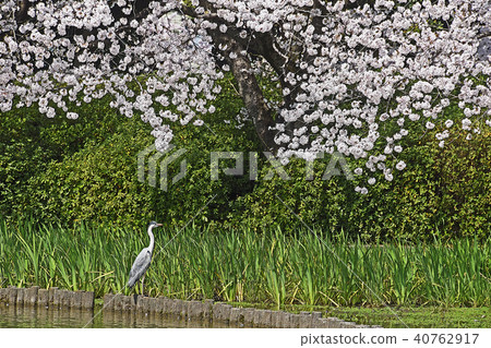 Cherry blossoms in spring Cherry blossoms in spring 40762917