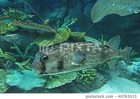 Ishigakifugu 40763013