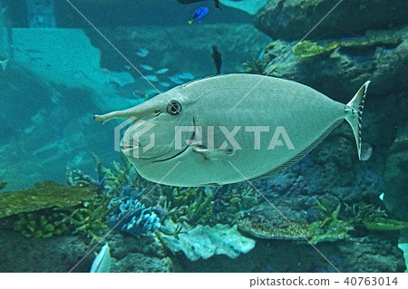 Tropical fish Tropical fish 40763014